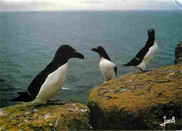 Animaux - Oiseaux - Pingouins Torda - Réserve Des Sept Iles - CPM - Voir Scans Recto-Verso - Birds