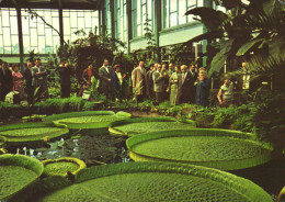 BERLIN, GERMANY, ZOO, ARCHITECTURE, WATER LILY LEAVES, POSTCARD - Dierentuin