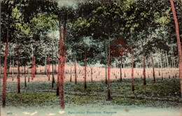 N°3104 W -cpa Singapour -Parc Rubber Plantation- - Singapore