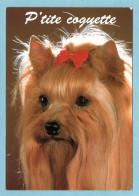 CP Chiens - P'tite Coquette - Yorkshire Terrier - Dogs