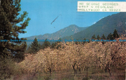 R071558 San Bernardino Mountains Through The Apple Blossoms. Oak Glen. Yucaipa. - Monde
