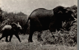 CPSM Maman éléphant Et Son Petit - Olifanten