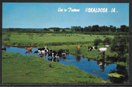 Iowa, Oskaloosa, Dairy Cattle In Pasture Creek, Unused - Altri & Non Classificati