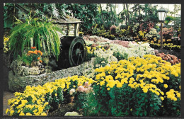 Missouri, St. Louis, Forest Park, Jewel Box, Chrysanthemum Show, Unused - St Louis – Missouri
