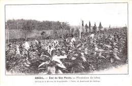 Brésil - N°78034 - Etat De SAO PAULO - Plantation De Tabac - São Paulo