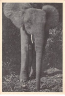 Congo Français - N°77368 - Eléphant - Carte Avec De Beaux Timbres - Congo Francés