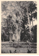 Viêt-Nam - N°77288 - Indochine - Bosquet D'arbres - Carte Avec De Beaux Timbres - Vietnam