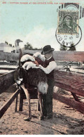 Etats-Unis - N°79205 - SAN DIEGO - Cutting Plume At The Ostrich Farm - Carte Avec Un Bel Affranchissement - San Diego