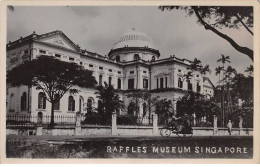 SINGAPOUR - SAN27260 - Raffles Museum - Singapour