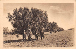 TUNISIE - SAN26994 - Oliveraie Avant La Taille Annuelle Des Arbres - Tunisia