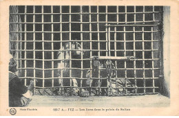 MAROC - SAN40881 - FEZ - Les Lions Dans Le Palais Du Sultan - Fez (Fès)