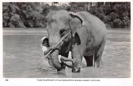 INDE - SAN51205 - Tame Elephant At Katugastota River - Kandy - Ceylon - Indien