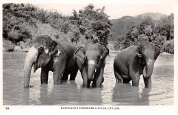 INDE - SAN51215 - Elephants Crossing River - Ceylon - Inde