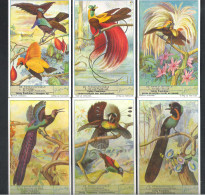 6  CHROMO' S  LIEBIG  - DE PARADIJSVOGELS   (C 1897) - Liebig