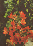 FLOWERS Vintage Ansichtskarte Postkarte CPSM #PAR707.A - Fleurs
