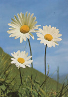 FLOWERS Vintage Ansichtskarte Postkarte CPSM #PAR667.A - Fleurs