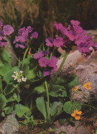 FLOWERS Vintage Postcard CPSM #PAR538.A - Fleurs