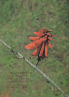 FLOWERS Vintage Ansichtskarte Postkarte CPSM #PBZ713.A - Blumen