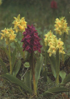 FLEURS Vintage Carte Postale CPSM #PBZ697.A - Blumen