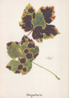 FLOWERS Vintage Postcard CPSM #PBZ619.A - Blumen