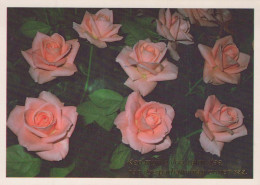 FLOWERS Vintage Postcard CPSM #PBZ334.A - Blumen