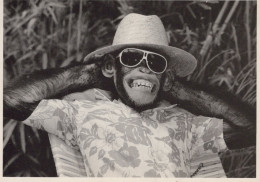 SCIMMIA Animale Vintage Cartolina CPSM #PAN994.A - Monkeys