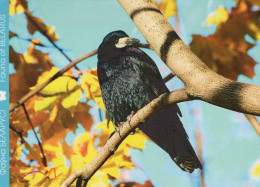BIRD Animals Vintage Postcard CPSM #PAN412.A - Birds