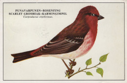 PÁJARO Animales Vintage Tarjeta Postal CPSM #PAN173.A - Birds