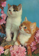 GATO GATITO Animales Vintage Tarjeta Postal CPSM #PAM317.A - Katten
