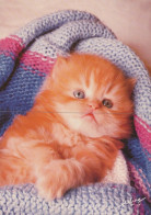 CAT KITTY Animals Vintage Postcard CPSM #PAM096.A - Katzen