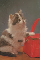 KATZE MIEZEKATZE Tier Vintage Ansichtskarte Postkarte CPSM #PAM115.A - Katten