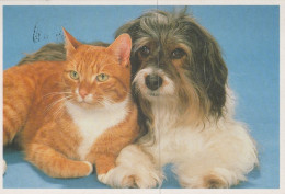 DOG AND CAT Animals Vintage Postcard CPSM #PAM036.A - Dogs
