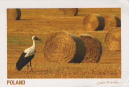 VOGEL Tier Vintage Ansichtskarte Postkarte CPSM #PBR738.A - Vögel
