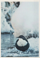 BIRD Animals Vintage Postcard CPSM #PBR419.A - Vögel