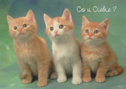 CHAT CHAT Animaux Vintage Carte Postale CPSM #PBR017.A - Cats