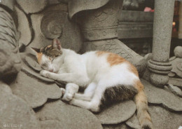 GATTO KITTY Animale Vintage Cartolina CPSM #PBQ960.A - Cats