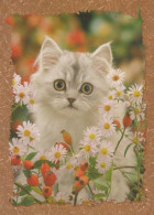 GATTO KITTY Animale Vintage Cartolina CPSM #PBQ930.A - Katten