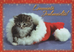 GATTO KITTY Animale Vintage Cartolina CPSM #PBQ885.A - Katten