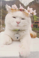 GATTO KITTY Animale Vintage Cartolina CPSM #PBQ735.A - Katten