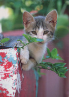 GATTO KITTY Animale Vintage Cartolina CPSM #PBQ765.A - Katten