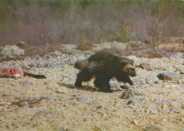 BEAR Animals Vintage Postcard CPSM #PBS910.A - Bears