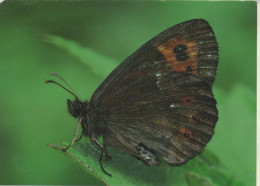 SCHMETTERLINGE Tier Vintage Ansichtskarte Postkarte CPSM #PBS414.A - Papillons