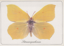 FARFALLA Animale Vintage Cartolina CPSM #PBS432.A - Butterflies