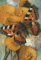BUTTERFLIES Animals Vintage Postcard CPSM #PBS470.A - Papillons