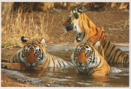 TIGER Animals Vintage Postcard CPSM #PBS035.A - Tigers