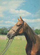 CHEVAL Animaux Vintage Carte Postale CPSM #PBR952.A - Caballos