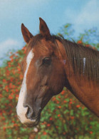 CAVALLO Animale Vintage Cartolina CPSM #PBR941.A - Horses
