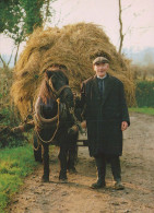 CAVALLO Animale Vintage Cartolina CPSM #PBR861.A - Horses