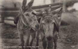 BURRO Animales Vintage Antiguo CPA Tarjeta Postal #PAA037.A - Burros