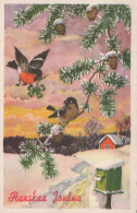 BIRD Vintage Postcard CPSMPF #PKG959.A - Birds